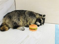 -浣熊柯尔鸭土拨鼠·电玩咖