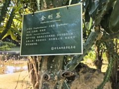 -西双版纳原始森林公园