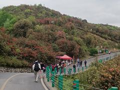 -贵州百里杜鹃风景名胜区