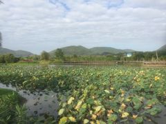 -亚龙湾国际玫瑰谷