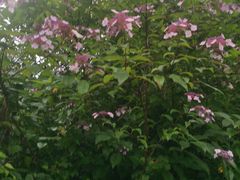 -桤木河湿地公园