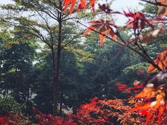 -广州市帽峰山景区