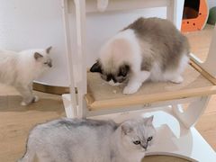 -1013 PET SHOP精品宠物商店(丁香店)