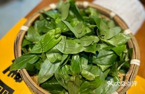 Wild Dendrobium Shoots