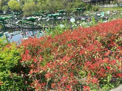 -西溪国家湿地公园