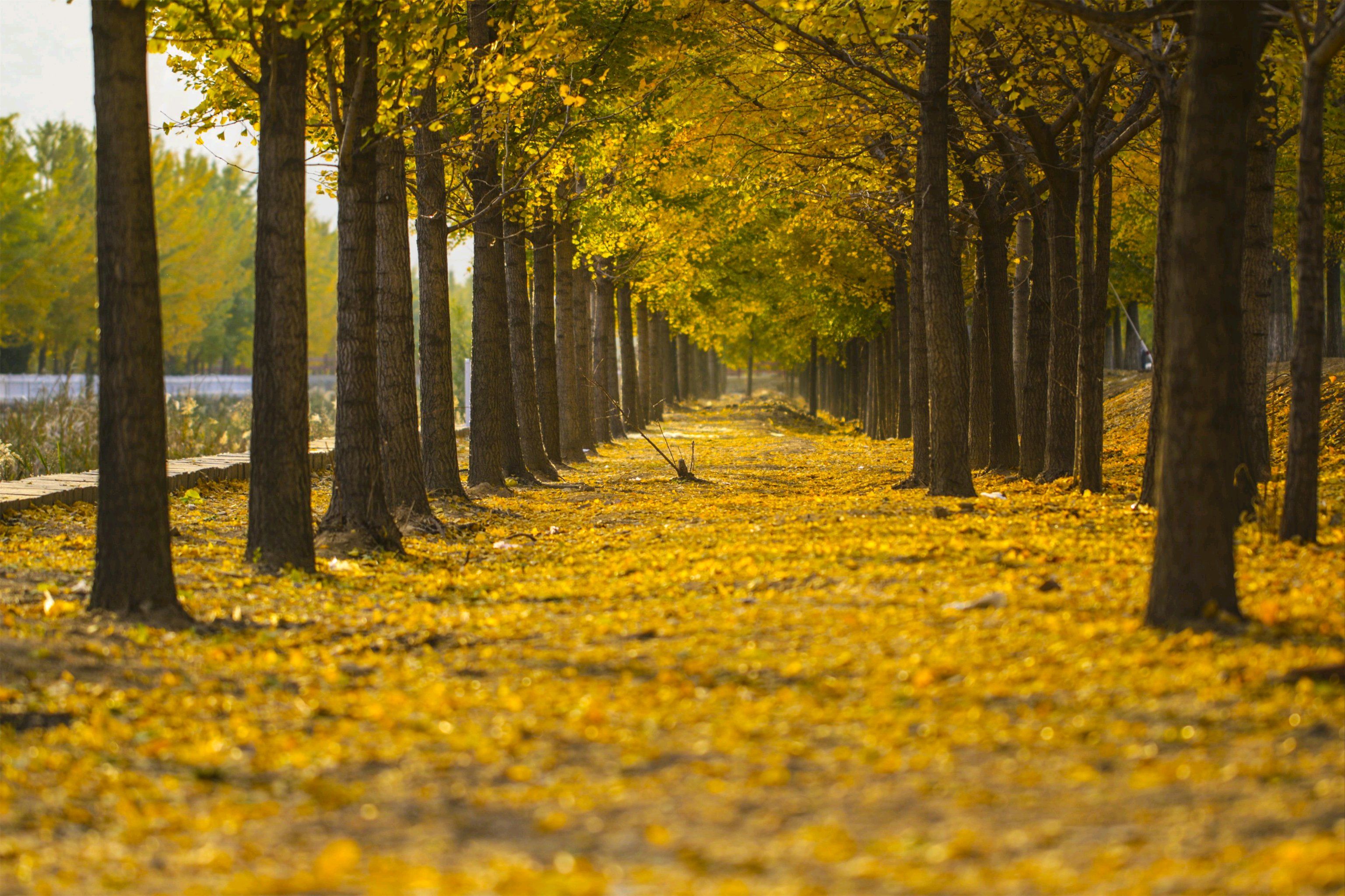 11月,去地坛公园欣赏银杏叶,回忆!