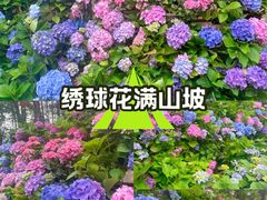 -大金鹰园