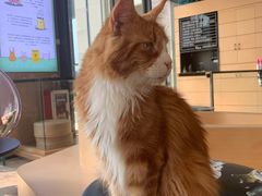 -瞄一喵猫咖(格力海岸店)