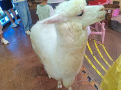 -正佳雨林生态植物园