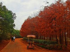 -上海海湾国家森林公园