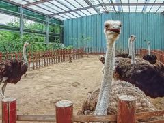 -呀路古热带植物园