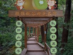 -大岭沟猕猴桃谷风景区