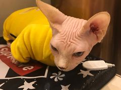 -飞行喵MR PILOT|猫舍·猫咖(静安大融城店)