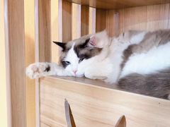 -白兔子密室(长寿路店)