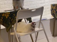 -平行世界·猫咖(首经贸店)