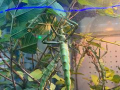 -上海大自然野生昆虫馆(东方明珠·爬宠昆虫探索中心)