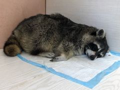 -浣熊柯尔鸭土拨鼠·电玩咖