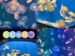 -烟台海昌鲸鲨海洋公园