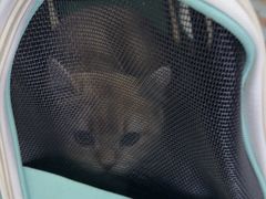 -天宠宠物医院24小时·急重症诊疗中心·全科·腔镜特色(和平分院)