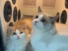 -叮叮猫咪生活馆