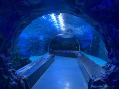 -海合安成都极地海洋公园