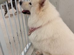 -共舞时光猫咖·狗咖(新街口店)