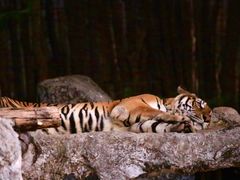 -清迈夜间动物园