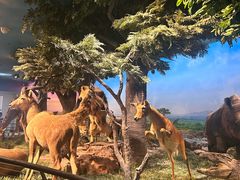 -国家自然博物馆