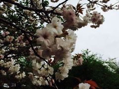 iphone_upload_pic-三鹰之森吉卜力美术馆