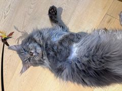 -Meowの猫咖(万家丽店)