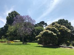 -墨尔本皇家植物园