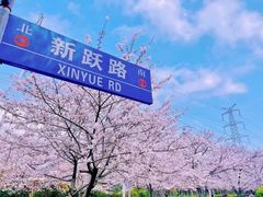 -高东镇樱花园