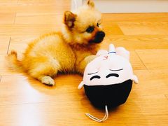 -乐琪宠物医院·犬猫专科·骨外科·急重症