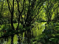 -上海共青森林公园