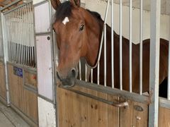 -松声马术俱乐部