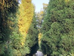 -武陵山森林公园