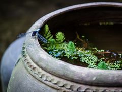 -驴肉火烧(玉祥门店)