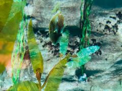 -珠海横琴长隆《卡卡虎奇遇记》