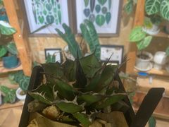 -Rabbit Cafe私房西餐甜点咖啡(栖霞路店)