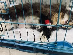 -瑞派福兴宠物医院犬猫全科·骨科·中西医结合(河东店)