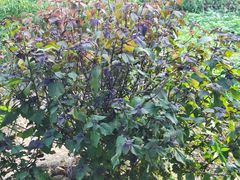 -逢缘柴火农家乐(连南店)