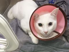 -动物缘宠物医院·骨科·猫科(西二环店)