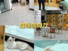 -小猫来了猫舍(福田店)
