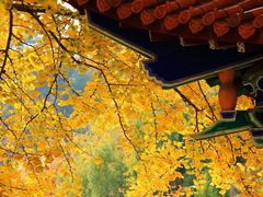 -遵化市禅林寺古银杏风景园