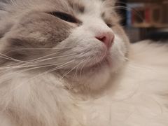 -绒爪撸猫下午茶·猫咖