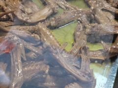 -王浩儿纪六孃甜皮鸭(乐山总店)