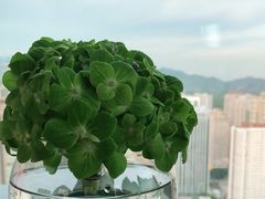 -君悦酒店·大堂酒吧·高空下午茶·暮色微醺
