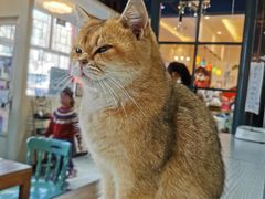 -猫小院猫主题餐厅(南锣旗舰店)