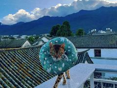 -喵屿·大理花园猫咖