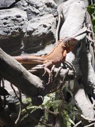 -Zoolung Zoolung动物主题公园(海信广场店)